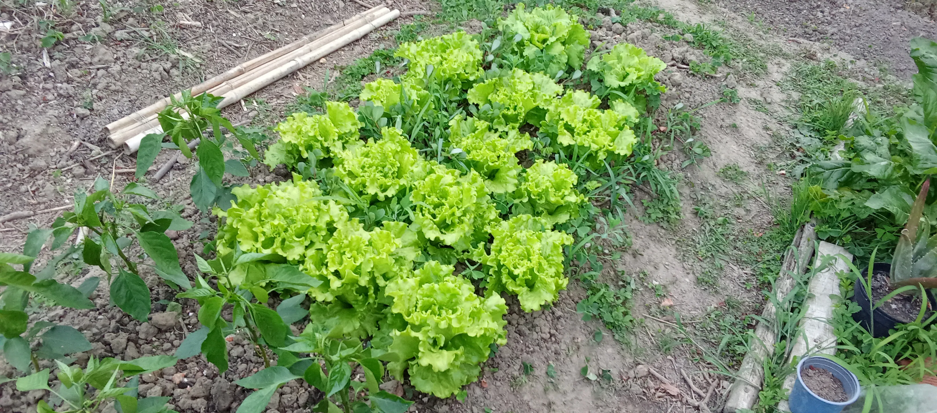Varias lechugas romanas