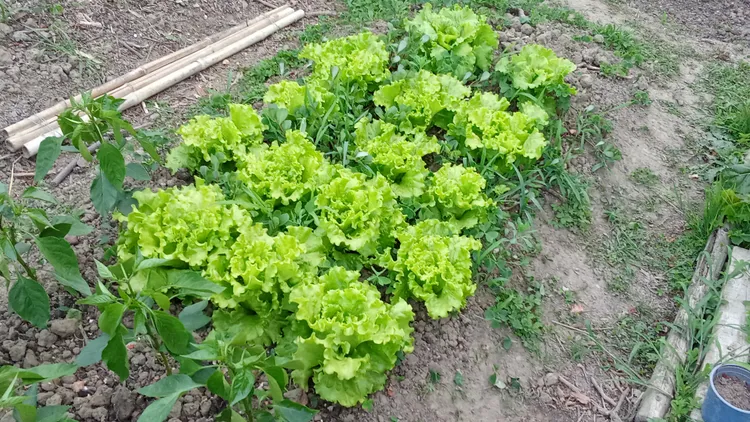 Variedades de lechuga