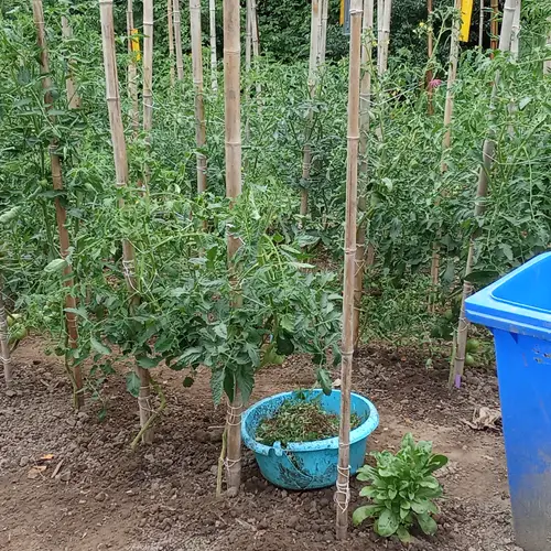 Tomateras