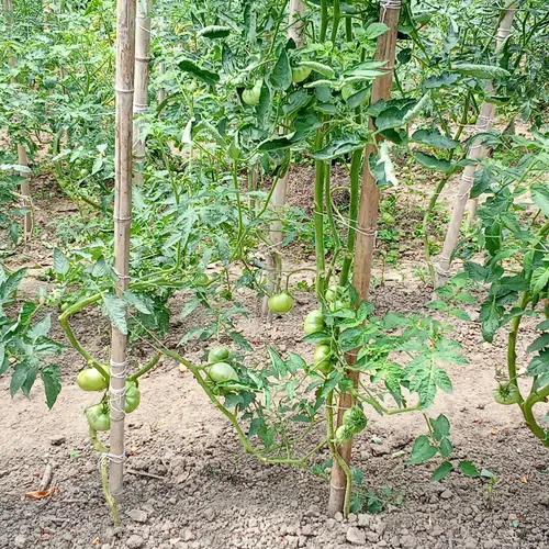 Primeros tomates formándose