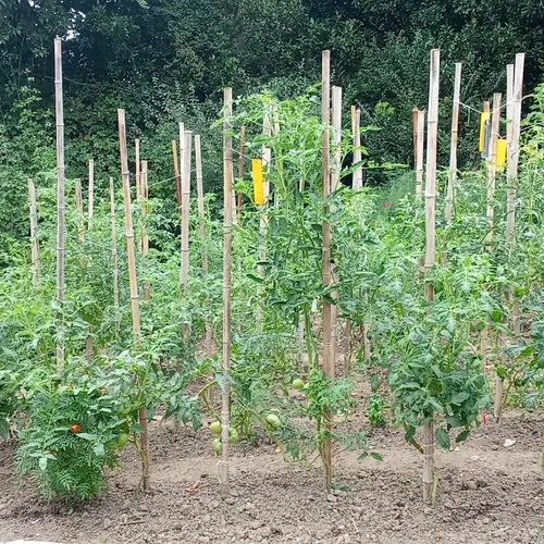 Tomateras jóvenes