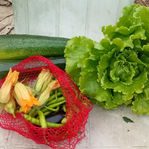 Cosecha de calabacines, gindillas, lechuga y flores de calabacín y calabaza