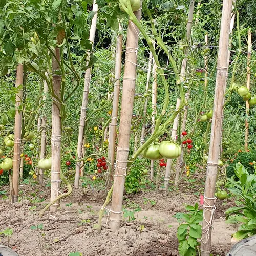 Tomateras cargadas de fruto