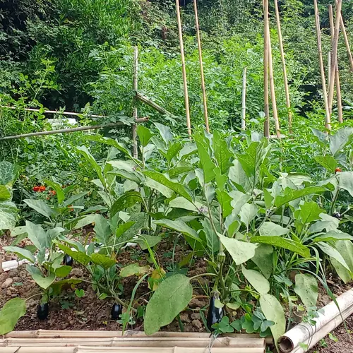 Berenjenas cargando fruto