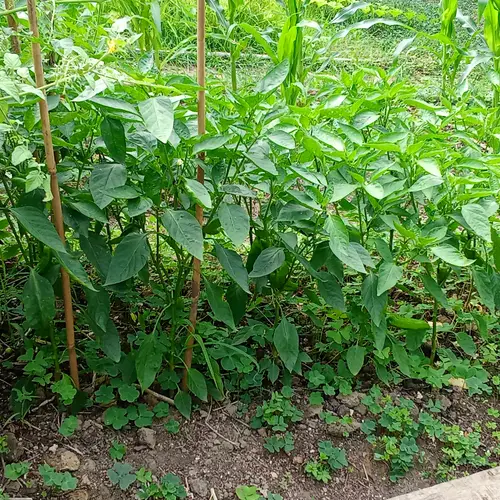 Fila de pimientos junto a tomateras