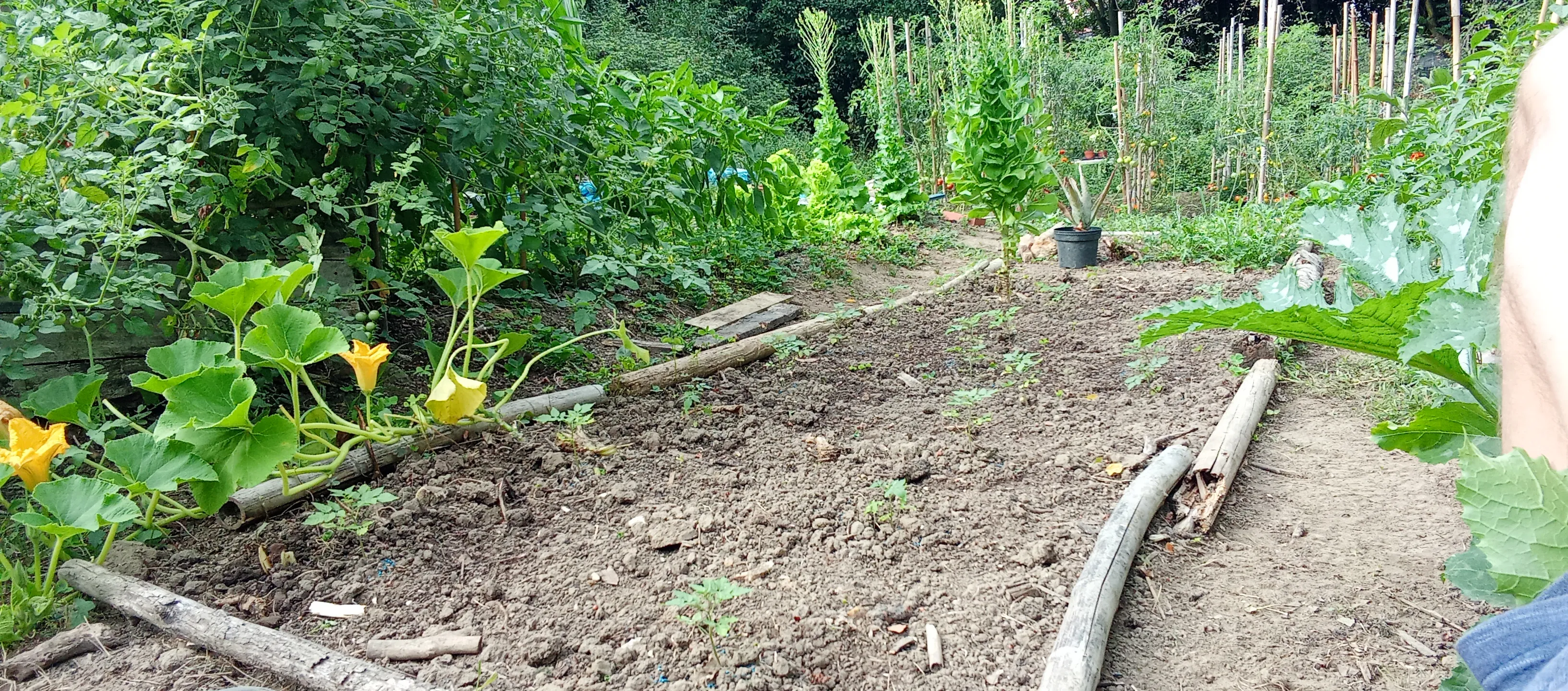 Calabacines, tomateras de diferentes cherrys, pimientos y gindillas