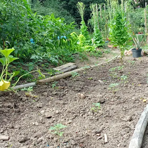 Calabacines, tomateras de diferentes cherrys, pimientos y gindillas