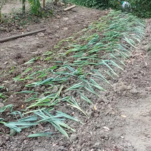Transplante de puerros