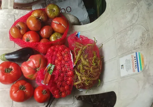 Recolección de un día del huerto