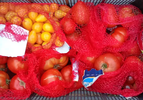 Cosecha de tomates variados