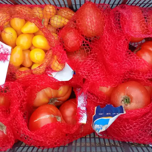 Cosecha de tomates variados
