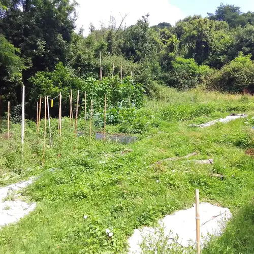 Vista general del huerto en Julio del 2025