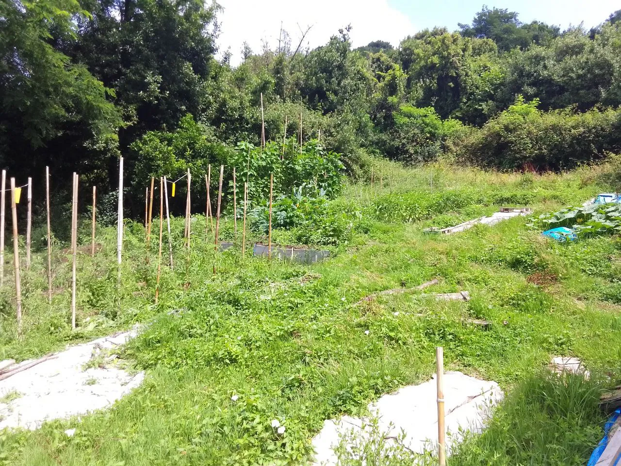 Vista general del huerto en Julio del 2025