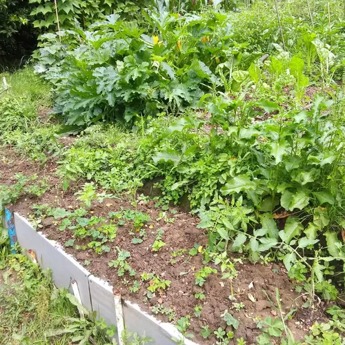 Bancal con calabacines, acelgas y chupones de tomateras