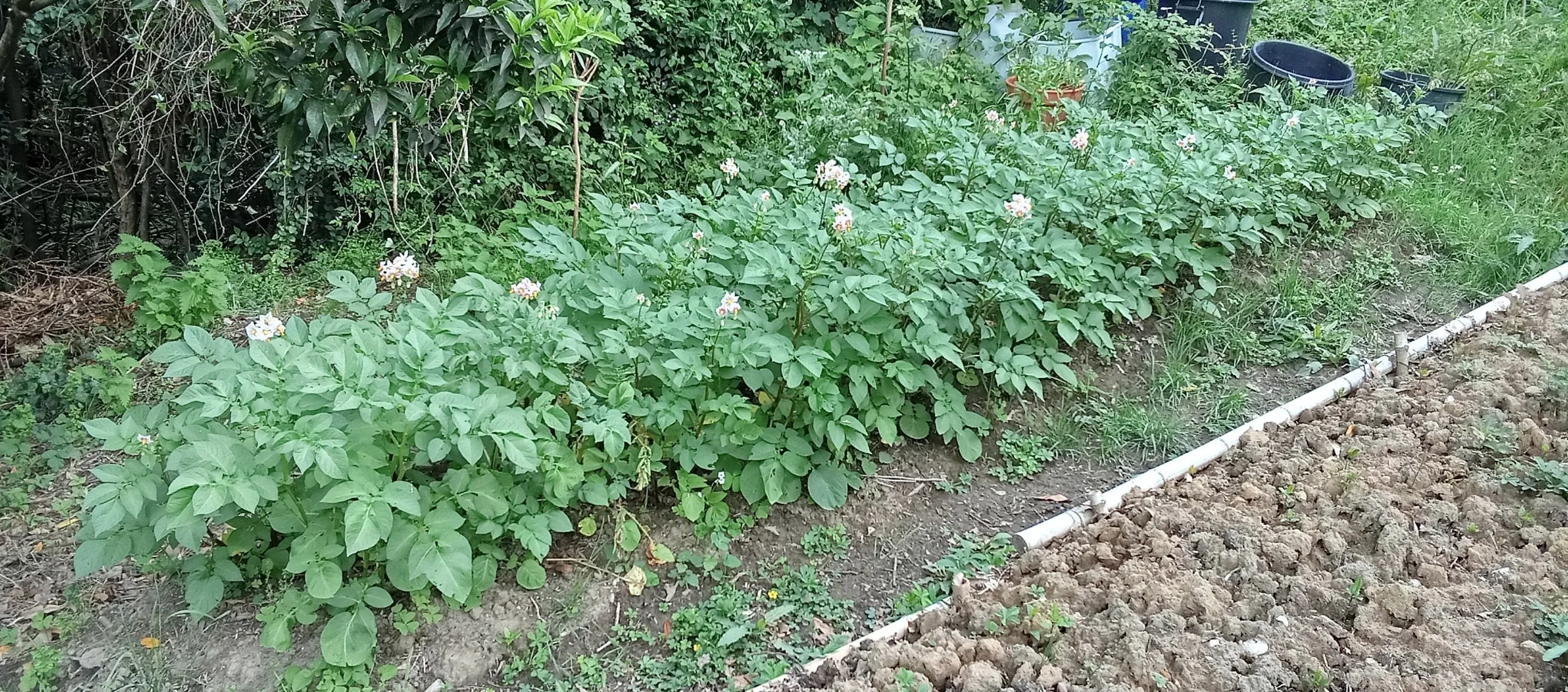 Patatas en flor