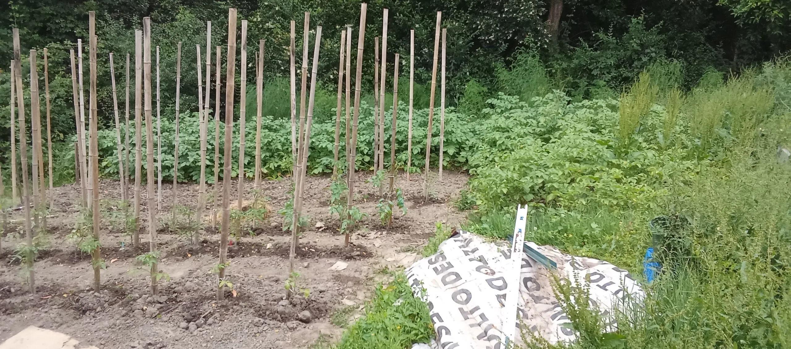 Entutorado de tomateras recién plantadas