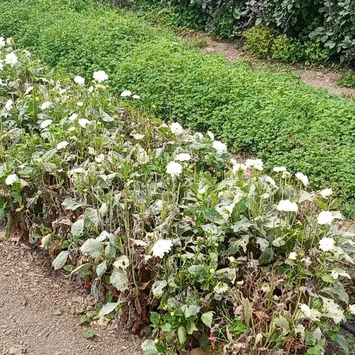 Retirando hojas con oídio de las dalias