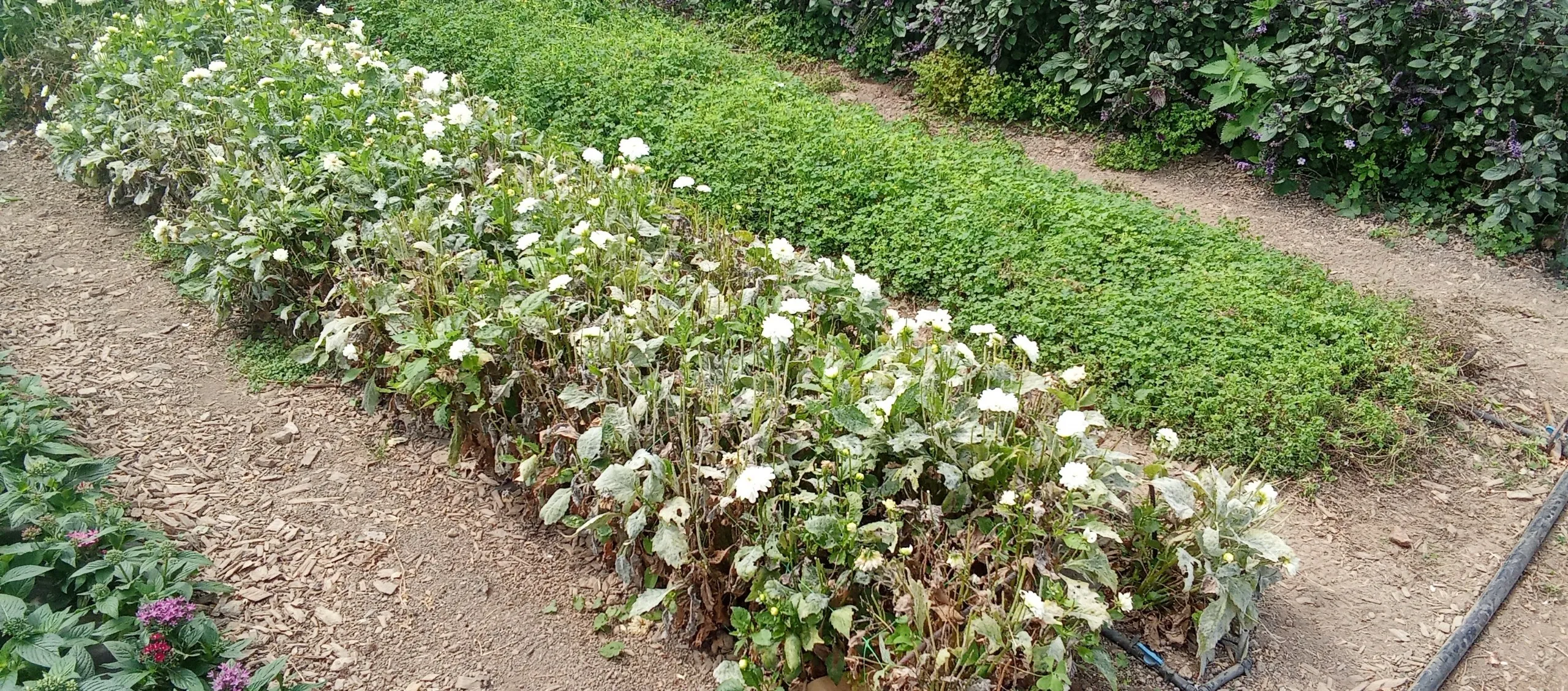 Retirando hojas con oídio de las dalias