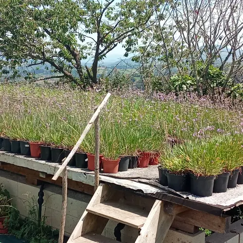 Maceteros de ajo africano en flor