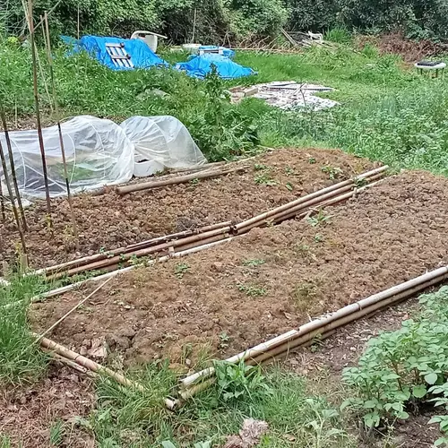 Bancal removido con algún plantón