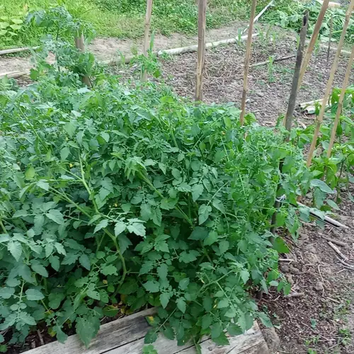 Bancal de tomateras