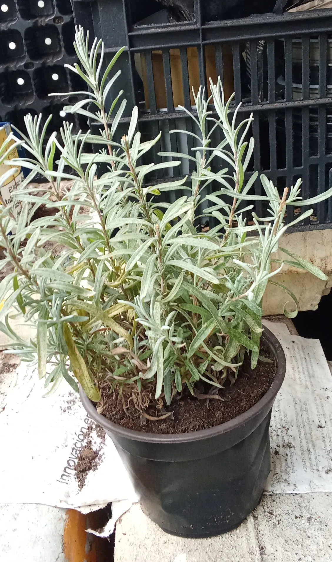 Poda apical de lavanda