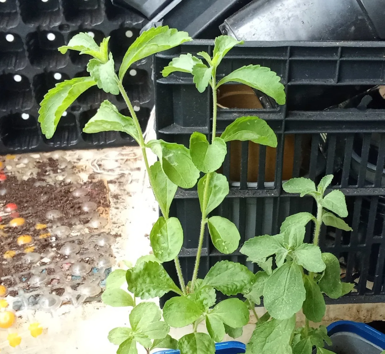 Poda apical de stevia