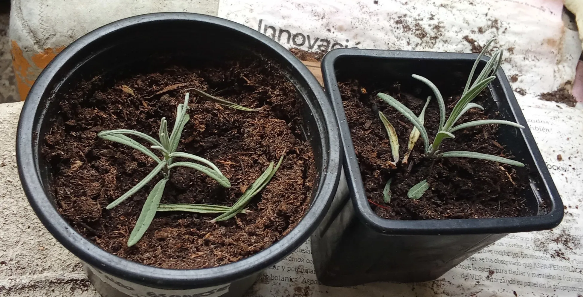 Esqueje de lavanda