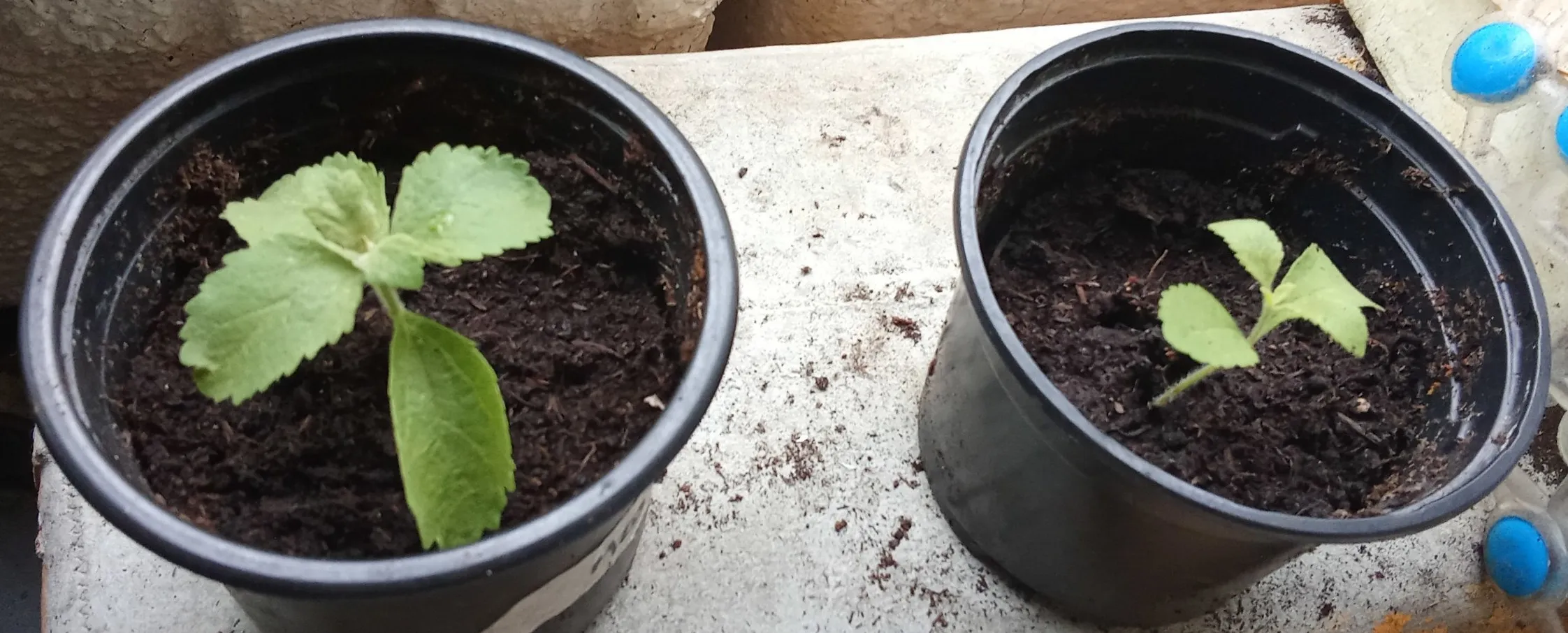 Esqueje de stevia