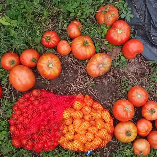 Cosecha de tomates de varias variedades