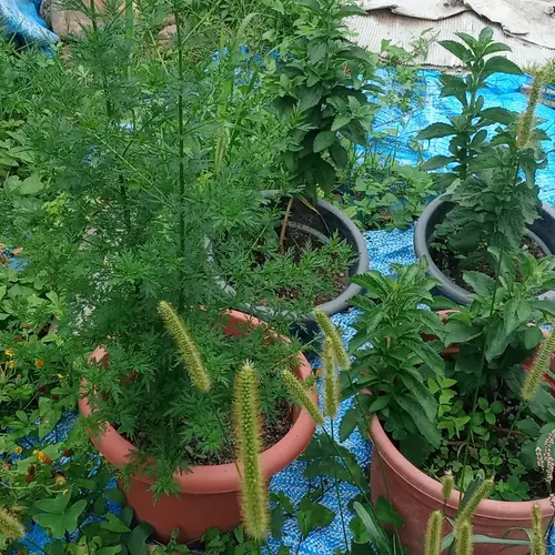 Stevias y artemisa annuas en maceta
