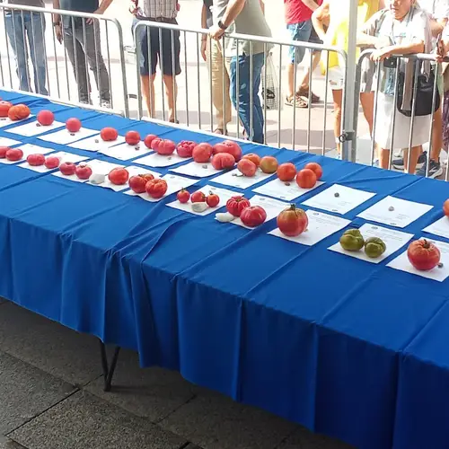Mesa de concurso-exhibición de variedades de tomate autóctono