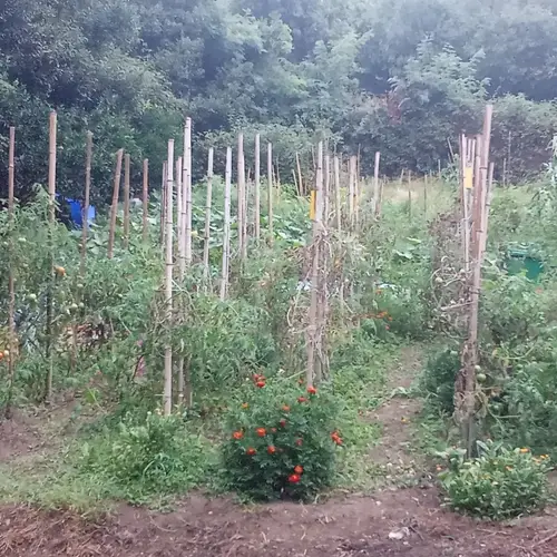 Vista general del huerto con tomateras y caléndulas