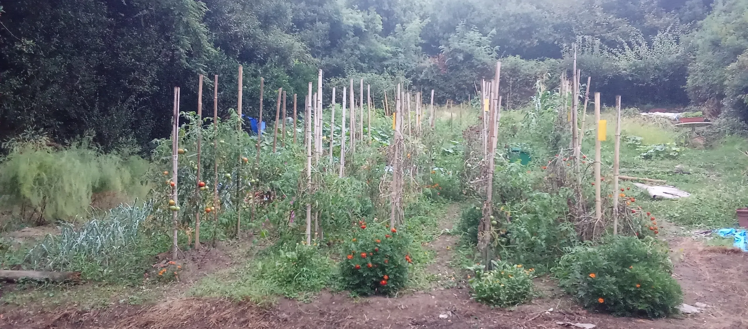 Vista general del huerto con tomateras y caléndulas