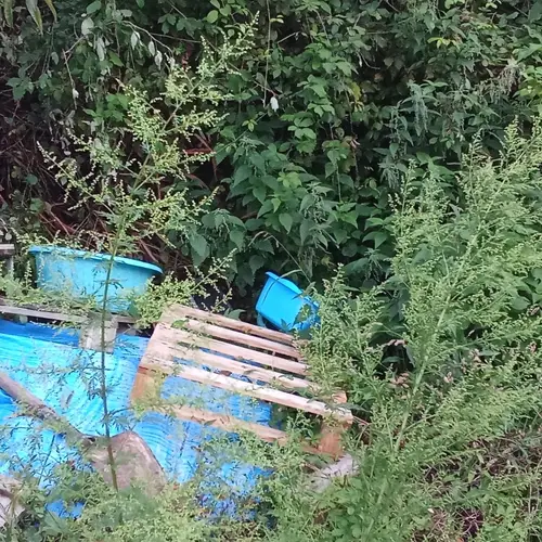 Artemisa annua empezadno su floración