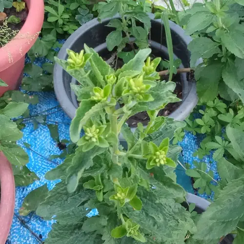 Stevia empezando la floración