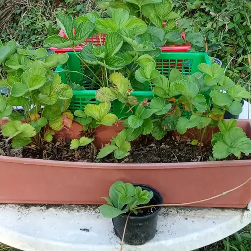 Jardinera de fresas sobre la mesa blanca