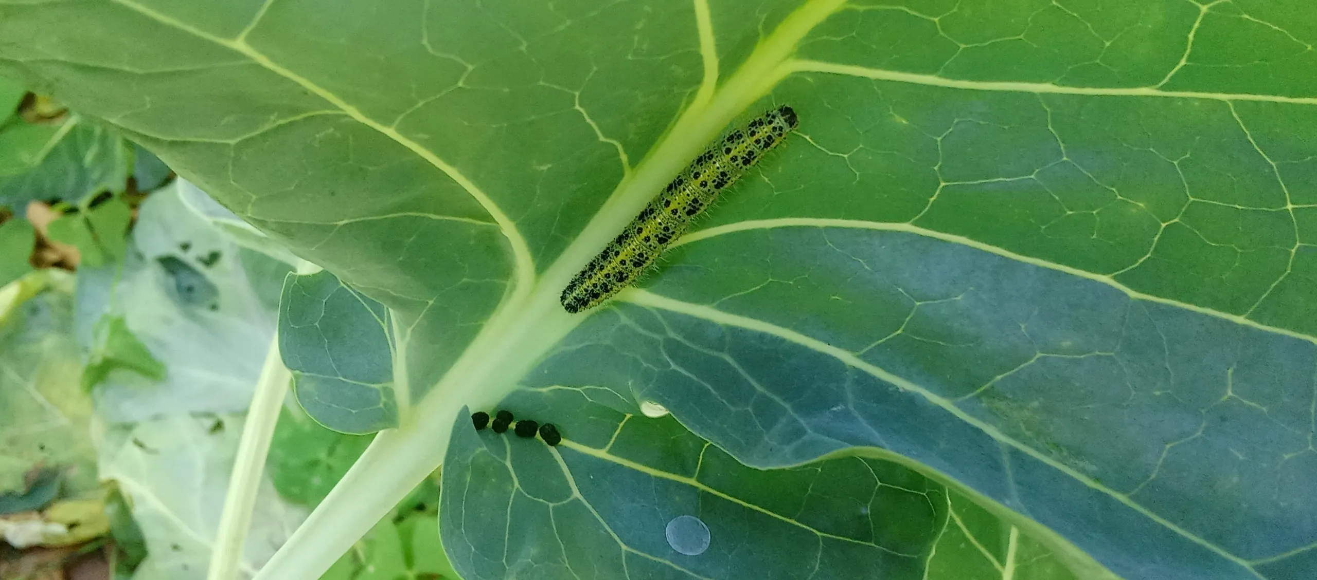 Oruga de la mariposa de la col sobre una hoja