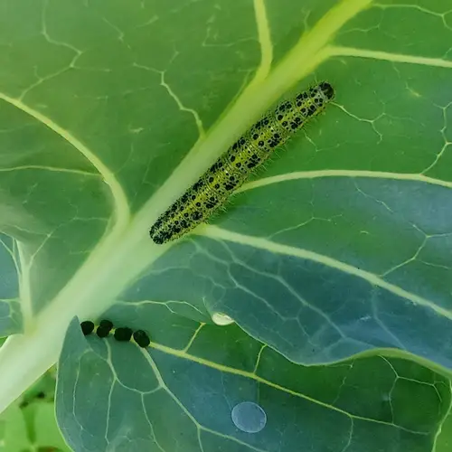 Oruga de la mariposa de la col sobre una hoja
