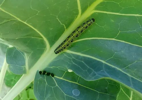 Oruga de la mariposa de la col sobre una hoja