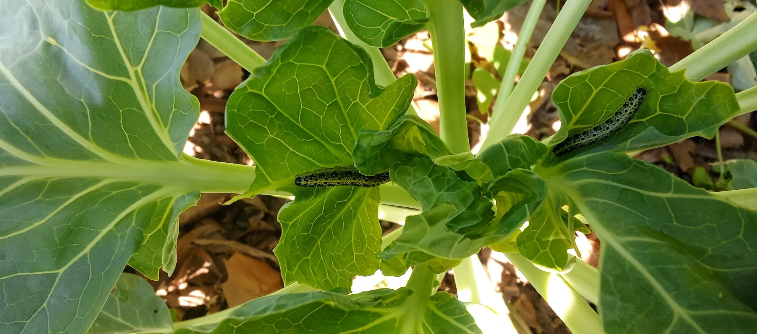 Varias orugas comiendo hojas de col