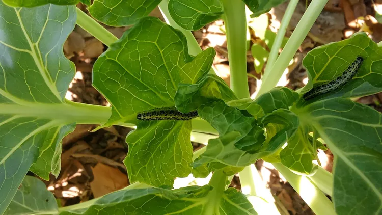 Mariposa de la col
