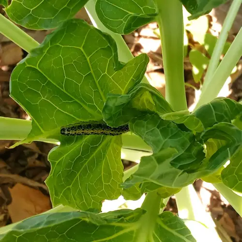 Varias orugas comiendo hojas de col