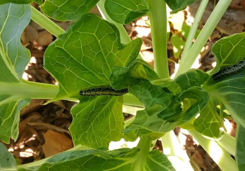 Varias orugas comiendo hojas de col