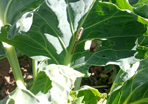 Oruga sobre una hoja de col agujereada