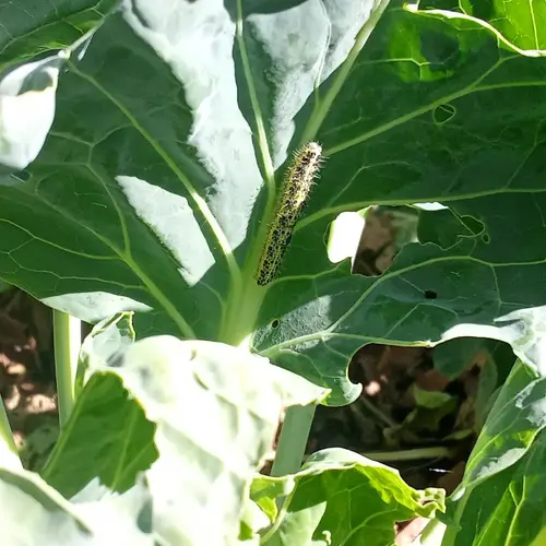 Oruga sobre una hoja de col agujereada