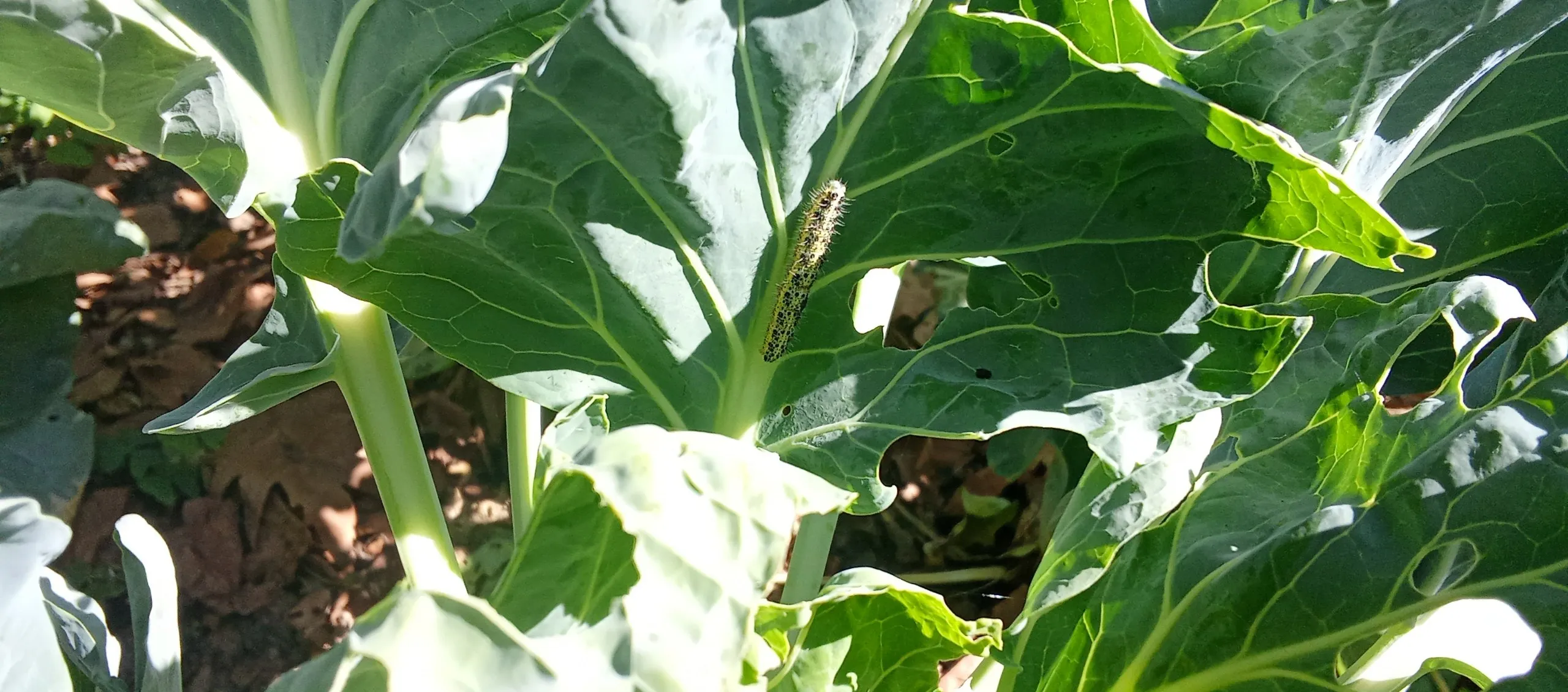 Oruga sobre una hoja de col agujereada